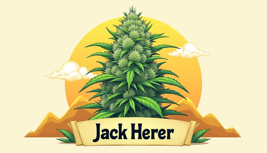 JACK HERER CBD MAFRENCHWEED SVETLOBA