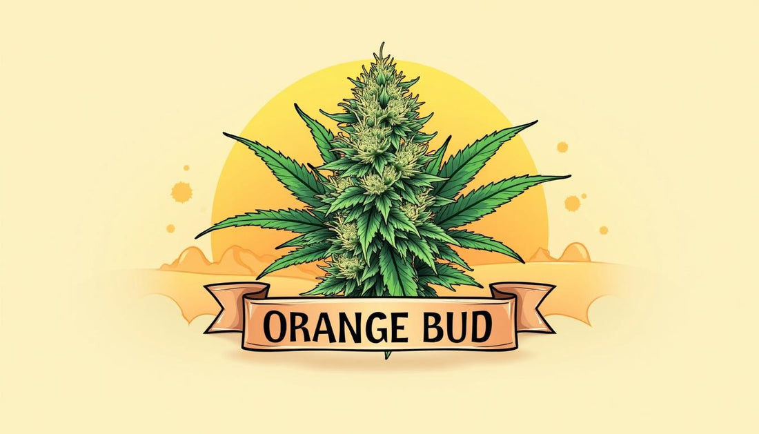 ORANGE BUD CBD MAFRENCHWEED SVETLOBA