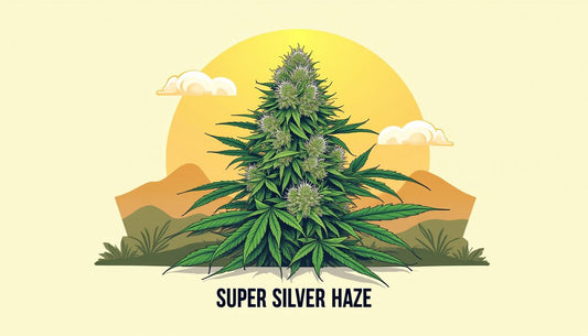 SUPER SILVER HAZE CBD MAFRENCHWEED SVETLOBA